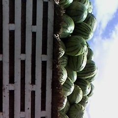 扎子塬旱沙地西瓜