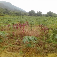 南瓜-木瓜-30万斤