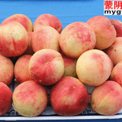 2012山东蒙阴蜜桃7月25最新报价