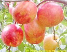 新品种——蒙阴48油桃（1号、2号）种苗接受预定！