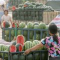 各种西瓜代收万亩供应