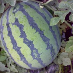 黑龙江绥化红旗西瓜代办