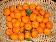 广西桂林大量蜜橘供应