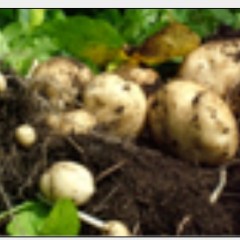 供应土豆、大葱、萝卜、胡萝卜、各种蔬菜