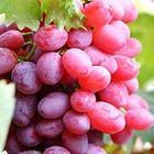 2012红提葡萄批发