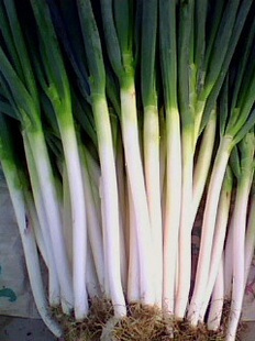 平度大葱上市了