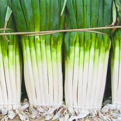 常年代办代收铁杆大葱、荷兰土豆