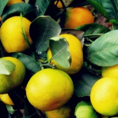 新鲜柑橘原厂地供应