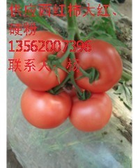 大红西红柿、硬粉
