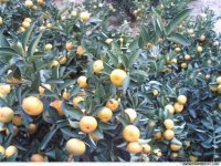 农户自产自销。大量供应优质南丰蜜桔。