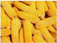 大量供应库存优质玉米