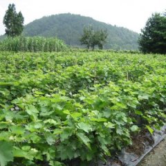 优质红宝石葡萄苗