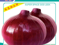 超级太空洋葱---葱宝F1种子
