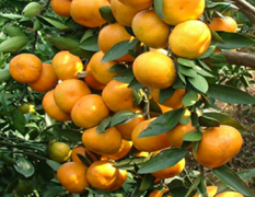 优质石门柑橘。效率高。果子好。。
