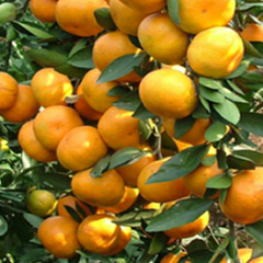 优质石门柑橘。效率高。果子好。。