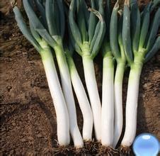 山东平邑鲜大葱价格适宜