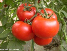 大量供应本季节西红柿