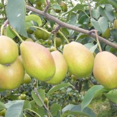 陕西红香酥梨，红提葡萄