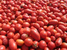 黑龙江大庆番茄