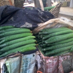 大量供应新鲜大个黄瓜 可以代收