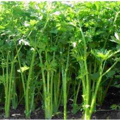 金口芹菜、金口韭菜