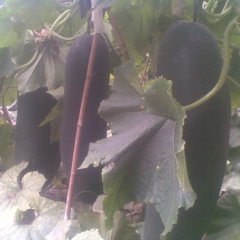 大量优质黑皮冬瓜。保质保量