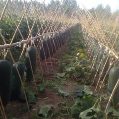 黑优大，黑优100，黑先锋吊瓜。代收贷存