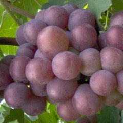 大量供应巨峰葡萄