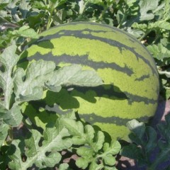 黑龙江双城地雷西瓜即将上市