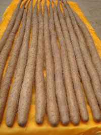 山东优质山药 无公害