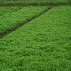 长期大量供应鄱阳湖藜蒿