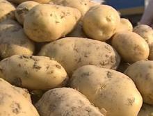 出售荷兰7土豆