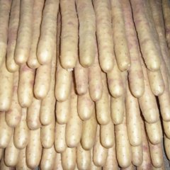 本人有大量好紫药~~有需要者 联系！~