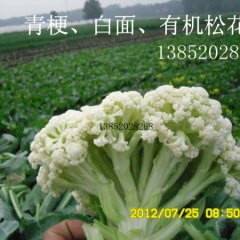 白面青梗有机松花菜(散菜花)