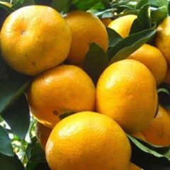 武当牌无公害蜜桔