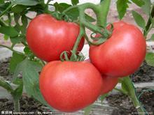 陕西蒲城西红柿