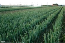 平度张戈庄镇优质铁杆大葱