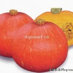 红皮南瓜