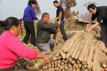 单县莱河山药现已大量上市