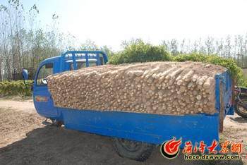 长期大量供应九斤黄山药