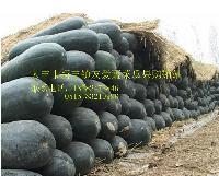 安徽省亳州市黑皮冬瓜 意者联系