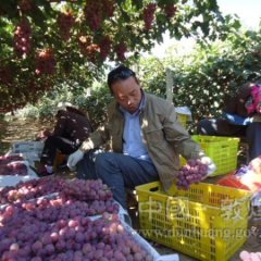 甘肃敦煌葡萄大量上市