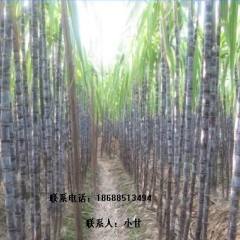 翁源黑皮甘蔗联络点