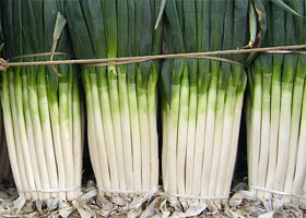 优质平度产铁杆大葱