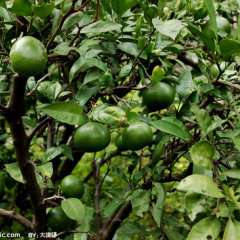 供应新上市特早熟蜜桔