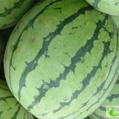 想要优质西瓜请联系我