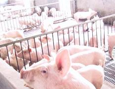 肥猪养殖场厂长常年供应生猪