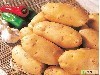 滕州界河土豆马铃薯——世博会专供