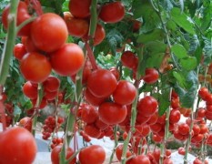 贵州优质西红柿