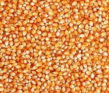 常年求购玉米、大小麦、高粱、黄豆等